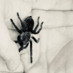 Benjamin Evan Ainsworth Instagram - Meeting this little guy with @then0t0ri0usvip for the first time in preparation for the spider scene in Episode 1 of @thehaunting 🕷 He was pretty hairy but actually really cute! 🕸 #spiderman #thehauntingofblymanor #spiders #spidertraining #netflix #intrepid #mileswingrave #daniclayton #victoriapedretti