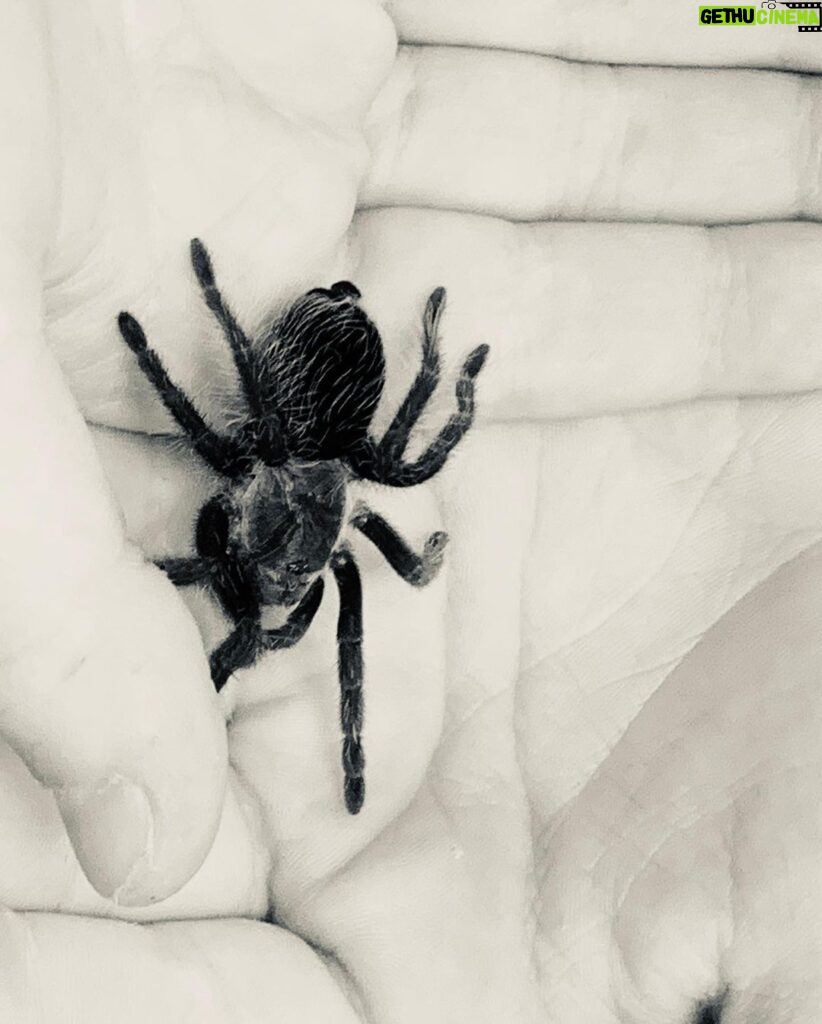 Benjamin Evan Ainsworth Instagram - Meeting this little guy with @then0t0ri0usvip for the first time in preparation for the spider scene in Episode 1 of @thehaunting 🕷 He was pretty hairy but actually really cute! 🕸 #spiderman #thehauntingofblymanor #spiders #spidertraining #netflix #intrepid #mileswingrave #daniclayton #victoriapedretti