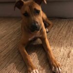 Bento Rodrigues Instagram - (O cão mais doce é agora também o mais sortudo. Encontrou a casa e o dono que o merecem. Obrigado a todos) Partilhem, por favor, ou mandem mensagem se quiserem a sorte de o ter 🙌🏽 Foi abandonado ontem à noite. É o cão mais doce. Levámos ao veterinário, tens uns 8 meses, foi desparasitado e não tem chip. Já disse que é o cão mais doce?