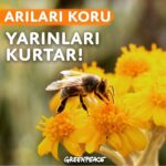 Beren Saat Instagram - Soframıza gelen gıdaların 3'te 1'ini arılara borçluyuz 🐝 Arılar tehdit altında!! En büyük riski arılara zarar veren pestisitler oluşturuyor. Sen de kampanyaya katıl, Avrupa Birliği'nde yasaklanan tarım ilaçları Türkiye'de de yasaklansın!! 🐝🐝🐝 linkinbio! #savethebees #arılarıkoru #greenpeace