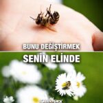 Beren Saat Instagram - Soframıza gelen gıdaların 3'te 1'ini arılara borçluyuz 🐝 Arılar tehdit altında!! En büyük riski arılara zarar veren pestisitler oluşturuyor. Sen de kampanyaya katıl, Avrupa Birliği'nde yasaklanan tarım ilaçları Türkiye'de de yasaklansın!! 🐝🐝🐝 linkinbio! #savethebees #arılarıkoru #greenpeace