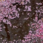 Bo Maerten Instagram – lente beginnetjes in nyc met ❤️