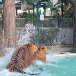 Boat Anakame Binsaman Instagram - 🐅🤍