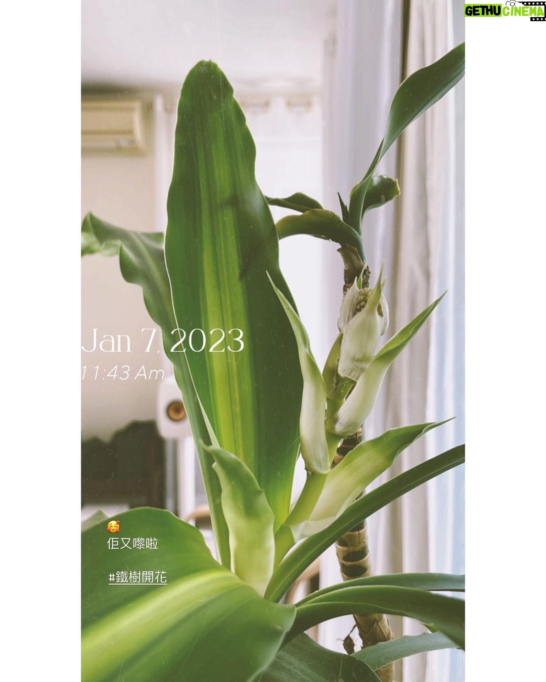 Bondy Chiu Instagram - · 🌸 花開富貴 滿室清香 🌸 2023 #我棵鐵樹第四次開花🥰