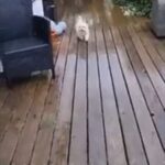 Boogie Instagram -