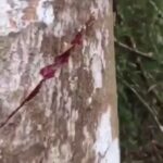Boogie Instagram - Sap from a blood tree.