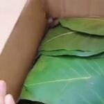 Boogie Instagram - Removing the chlorophyll from a leaf!