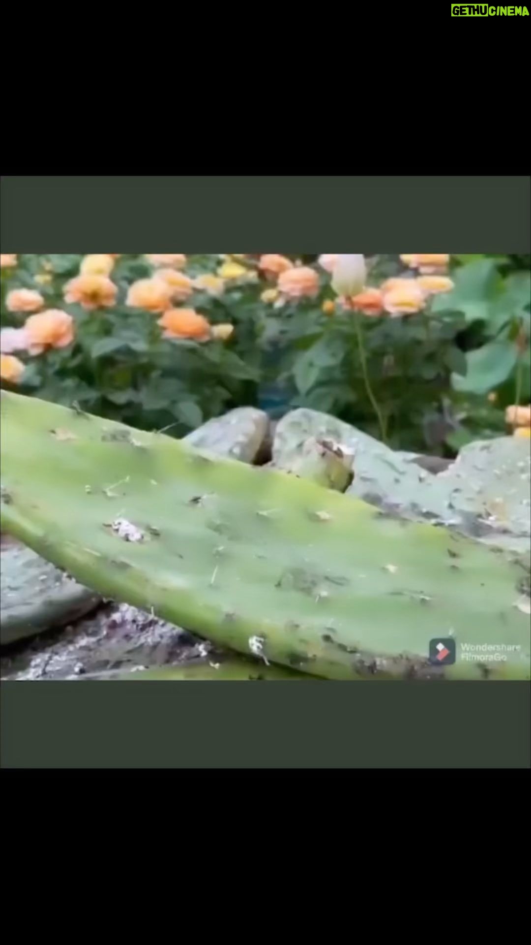 BooG!e - 161 Likes - 🌵+🪲=💄
Lipstick from cactus bugs!
