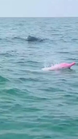 BooG!e Instagram - Pink Dolphin
