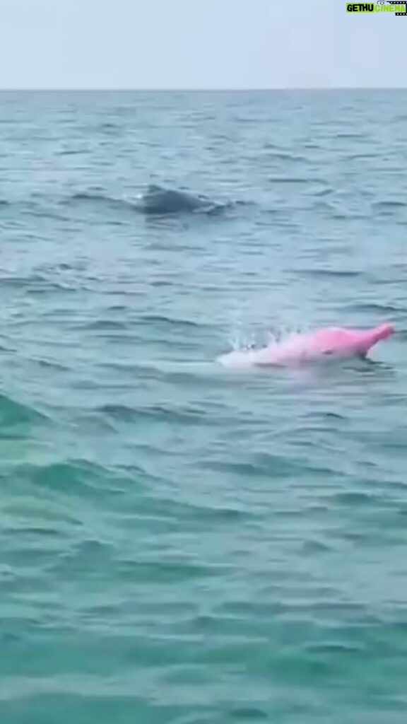 Boogie Instagram - Pink Dolphin