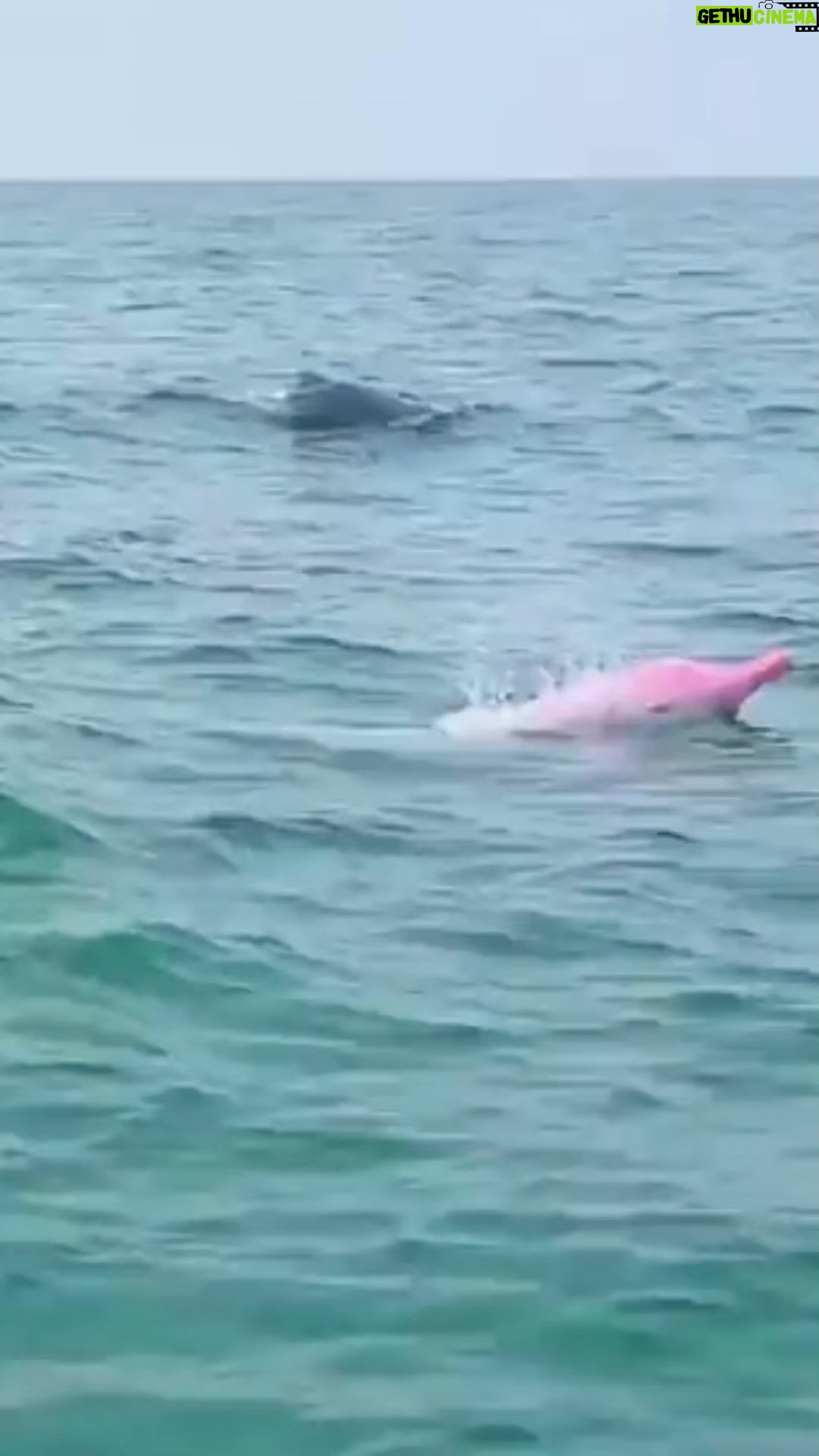 BooG!e - 250 Likes - Pink Dolphin