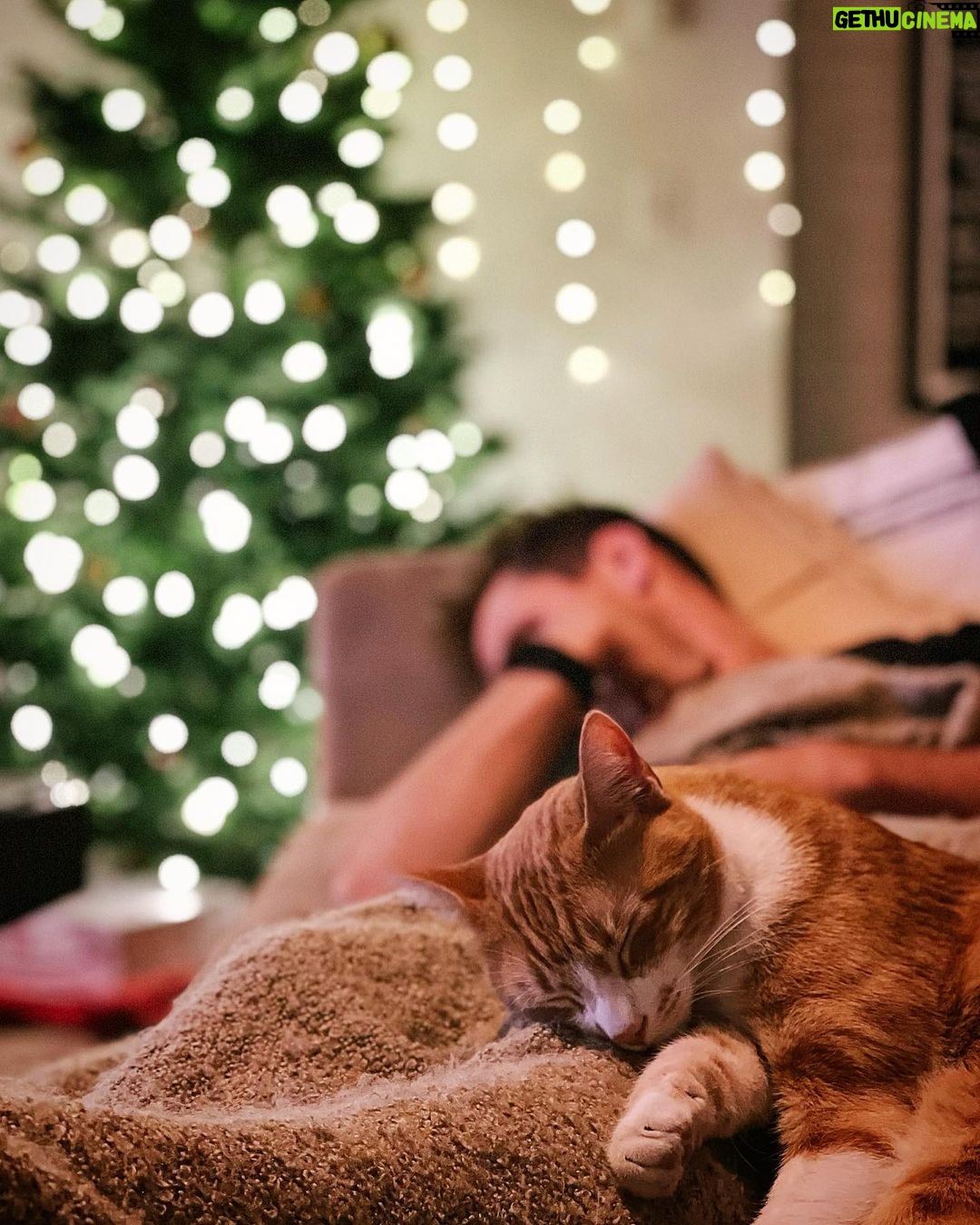 Brad Benedict Instagram - The holidays have arrived, and Leo @thektownkitty_ and I are here for it! Even if we aren’t fully conscious for it. Thanks to our sweet beautiful @ashleywanders_ for finishing the decorating while we snoozed off the last bits of Thanksgiving. . . . #happyholidays #catdad #foodcoma Hollywood, California