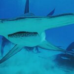 Brad Benedict Instagram - After swimming with these guys and gals (mostly gals) and getting up close and personal, the great hammerhead is absolutely one of my favorite shark species. They are stunning animals with clear #intelligence and individual personalities. #Humbled to have had the chance to #dive with them and be welcomed into their domain for a little while. And they need our help!!! Humans have massacred these animals and they are now #criticallyendangered!! Please say no to fishing for sharks, and spread the word, #Earth needs a healthy shark population. Humans need a healthy #shark population. The impact of destroying an apex predator has major and negative consequences on the entire food chain, trickling down all the way to the #phytoplankton, which provide as much as 50% of the oxygen we breathe. Please help #savethesharks! #savetheocean #savetheplanet . . #greathammerhead #thebahamas #sharkdive #sharkacademy #sharkweek The Bahamas
