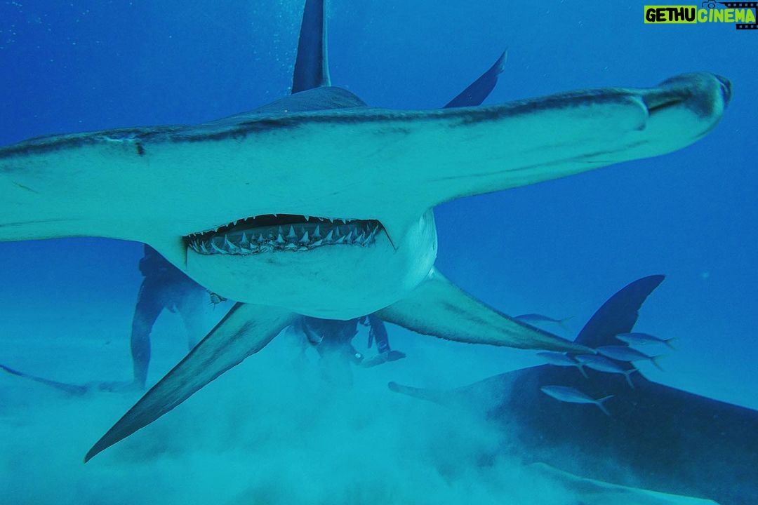 Brad Benedict Instagram - After swimming with these guys and gals (mostly gals) and getting up close and personal, the great hammerhead is absolutely one of my favorite shark species. They are stunning animals with clear #intelligence and individual personalities. #Humbled to have had the chance to #dive with them and be welcomed into their domain for a little while. And they need our help!!! Humans have massacred these animals and they are now #criticallyendangered!! Please say no to fishing for sharks, and spread the word, #Earth needs a healthy shark population. Humans need a healthy #shark population. The impact of destroying an apex predator has major and negative consequences on the entire food chain, trickling down all the way to the #phytoplankton, which provide as much as 50% of the oxygen we breathe. Please help #savethesharks! #savetheocean #savetheplanet . . #greathammerhead #thebahamas #sharkdive #sharkacademy #sharkweek The Bahamas
