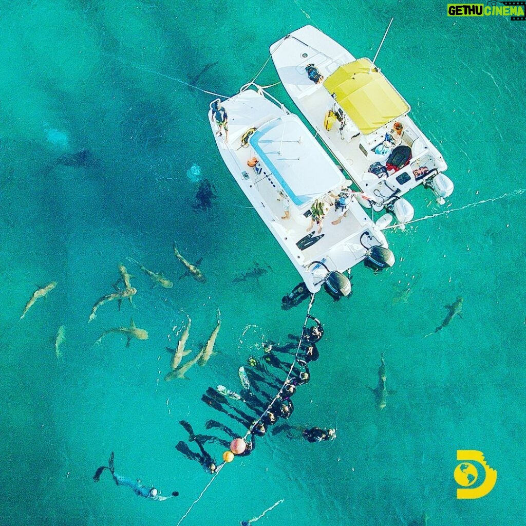 Brad Benedict Instagram - Yup, that’s me and my fellow #sharkacademy recruits in some #sharky waters, up close and personal. This was my first time ever being face to face with a #shark in the big drink. A moment I will never forget. . . First five episodes are live and #streamingnow on @discoveryplus. Shark Academy is the first ever @sharkweek series! . . Thanks again to @thelifeofrileynz for the opportunity and all the knowledge and instruction! #sharkweek #bahamas #carribeanreefshark #lemonshark #sharkweek2021 #theovalonbet Bimini, The Bahamas