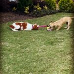 Brad Benedict Instagram - These two girls love to play but haven’t been the best at sharing, so far, in their new life as puppy cousins. But as a doting uncle, I bought them this toy with a plan in mind and it worked out exactly how I had hoped! The battle of wills ensues between @penny_the_dog3 and @bluebirdskye!! 🐶😂 #puppybattle #tugofwar #doggiecousins #dogsofinstagram #uncleshark #adoptdontshop #brittneyspaniel #mutt Gainesville, Georgia