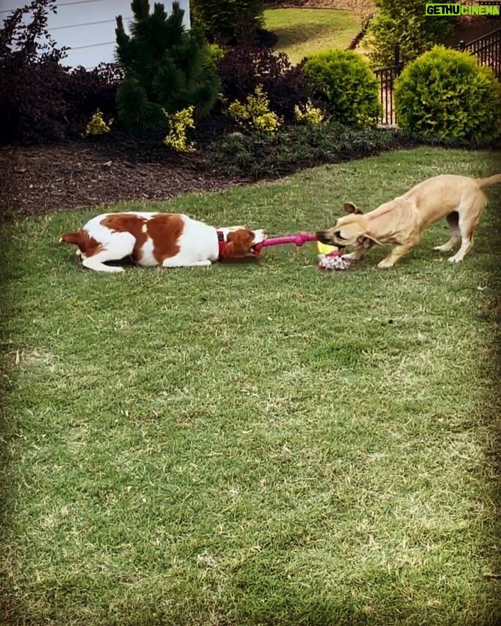 Brad Benedict Instagram - These two girls love to play but haven’t been the best at sharing, so far, in their new life as puppy cousins. But as a doting uncle, I bought them this toy with a plan in mind and it worked out exactly how I had hoped! The battle of wills ensues between @penny_the_dog3 and @bluebirdskye!! 🐶😂 #puppybattle #tugofwar #doggiecousins #dogsofinstagram #uncleshark #adoptdontshop #brittneyspaniel #mutt Gainesville, Georgia