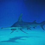 Brad Benedict Instagram - After swimming with these guys and gals (mostly gals) and getting up close and personal, the great hammerhead is absolutely one of my favorite shark species. They are stunning animals with clear #intelligence and individual personalities. #Humbled to have had the chance to #dive with them and be welcomed into their domain for a little while. And they need our help!!! Humans have massacred these animals and they are now #criticallyendangered!! Please say no to fishing for sharks, and spread the word, #Earth needs a healthy shark population. Humans need a healthy #shark population. The impact of destroying an apex predator has major and negative consequences on the entire food chain, trickling down all the way to the #phytoplankton, which provide as much as 50% of the oxygen we breathe. Please help #savethesharks! #savetheocean #savetheplanet . . #greathammerhead #thebahamas #sharkdive #sharkacademy #sharkweek The Bahamas