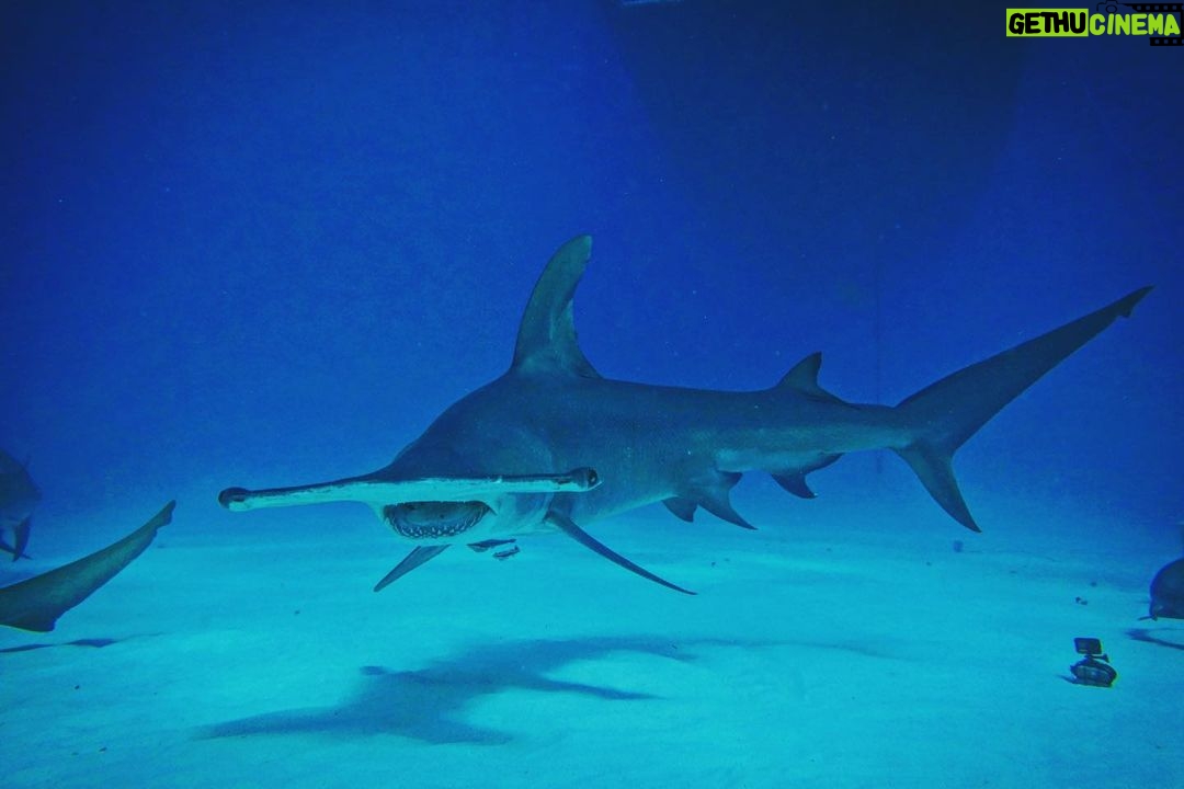 Brad Benedict Instagram - After swimming with these guys and gals (mostly gals) and getting up close and personal, the great hammerhead is absolutely one of my favorite shark species. They are stunning animals with clear #intelligence and individual personalities. #Humbled to have had the chance to #dive with them and be welcomed into their domain for a little while. And they need our help!!! Humans have massacred these animals and they are now #criticallyendangered!! Please say no to fishing for sharks, and spread the word, #Earth needs a healthy shark population. Humans need a healthy #shark population. The impact of destroying an apex predator has major and negative consequences on the entire food chain, trickling down all the way to the #phytoplankton, which provide as much as 50% of the oxygen we breathe. Please help #savethesharks! #savetheocean #savetheplanet . . #greathammerhead #thebahamas #sharkdive #sharkacademy #sharkweek The Bahamas