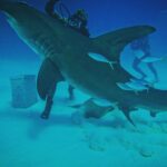Brad Benedict Instagram - After swimming with these guys and gals (mostly gals) and getting up close and personal, the great hammerhead is absolutely one of my favorite shark species. They are stunning animals with clear #intelligence and individual personalities. #Humbled to have had the chance to #dive with them and be welcomed into their domain for a little while. And they need our help!!! Humans have massacred these animals and they are now #criticallyendangered!! Please say no to fishing for sharks, and spread the word, #Earth needs a healthy shark population. Humans need a healthy #shark population. The impact of destroying an apex predator has major and negative consequences on the entire food chain, trickling down all the way to the #phytoplankton, which provide as much as 50% of the oxygen we breathe. Please help #savethesharks! #savetheocean #savetheplanet . . #greathammerhead #thebahamas #sharkdive #sharkacademy #sharkweek The Bahamas