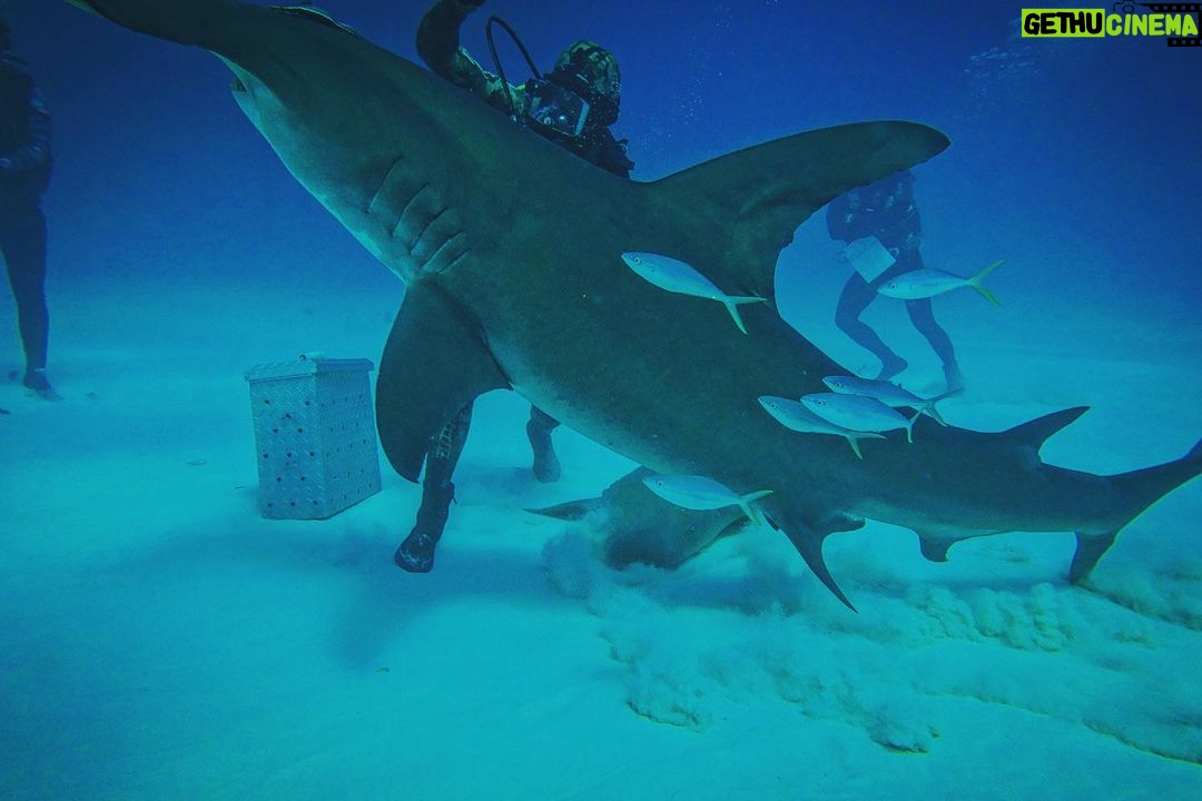 Brad Benedict Instagram - After swimming with these guys and gals (mostly gals) and getting up close and personal, the great hammerhead is absolutely one of my favorite shark species. They are stunning animals with clear #intelligence and individual personalities. #Humbled to have had the chance to #dive with them and be welcomed into their domain for a little while. And they need our help!!! Humans have massacred these animals and they are now #criticallyendangered!! Please say no to fishing for sharks, and spread the word, #Earth needs a healthy shark population. Humans need a healthy #shark population. The impact of destroying an apex predator has major and negative consequences on the entire food chain, trickling down all the way to the #phytoplankton, which provide as much as 50% of the oxygen we breathe. Please help #savethesharks! #savetheocean #savetheplanet . . #greathammerhead #thebahamas #sharkdive #sharkacademy #sharkweek The Bahamas