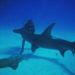 Brad Benedict Instagram - After swimming with these guys and gals (mostly gals) and getting up close and personal, the great hammerhead is absolutely one of my favorite shark species. They are stunning animals with clear #intelligence and individual personalities. #Humbled to have had the chance to #dive with them and be welcomed into their domain for a little while. And they need our help!!! Humans have massacred these animals and they are now #criticallyendangered!! Please say no to fishing for sharks, and spread the word, #Earth needs a healthy shark population. Humans need a healthy #shark population. The impact of destroying an apex predator has major and negative consequences on the entire food chain, trickling down all the way to the #phytoplankton, which provide as much as 50% of the oxygen we breathe. Please help #savethesharks! #savetheocean #savetheplanet . . #greathammerhead #thebahamas #sharkdive #sharkacademy #sharkweek The Bahamas
