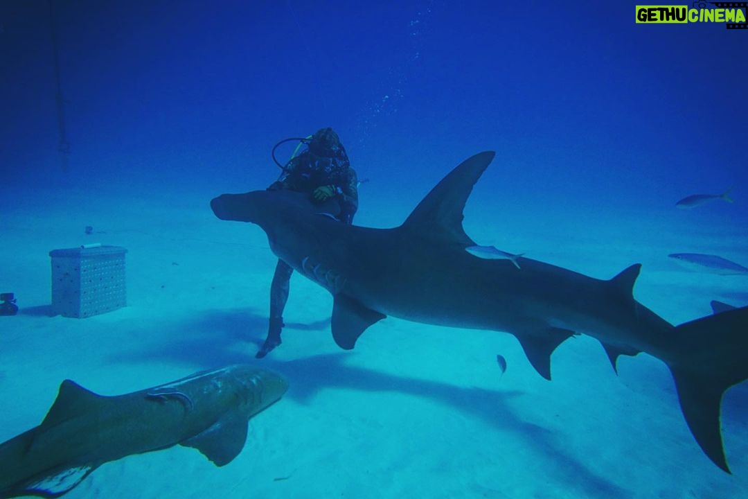 Brad Benedict Instagram - After swimming with these guys and gals (mostly gals) and getting up close and personal, the great hammerhead is absolutely one of my favorite shark species. They are stunning animals with clear #intelligence and individual personalities. #Humbled to have had the chance to #dive with them and be welcomed into their domain for a little while. And they need our help!!! Humans have massacred these animals and they are now #criticallyendangered!! Please say no to fishing for sharks, and spread the word, #Earth needs a healthy shark population. Humans need a healthy #shark population. The impact of destroying an apex predator has major and negative consequences on the entire food chain, trickling down all the way to the #phytoplankton, which provide as much as 50% of the oxygen we breathe. Please help #savethesharks! #savetheocean #savetheplanet . . #greathammerhead #thebahamas #sharkdive #sharkacademy #sharkweek The Bahamas