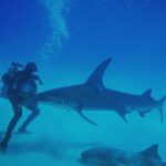Brad Benedict Instagram - After swimming with these guys and gals (mostly gals) and getting up close and personal, the great hammerhead is absolutely one of my favorite shark species. They are stunning animals with clear #intelligence and individual personalities. #Humbled to have had the chance to #dive with them and be welcomed into their domain for a little while. And they need our help!!! Humans have massacred these animals and they are now #criticallyendangered!! Please say no to fishing for sharks, and spread the word, #Earth needs a healthy shark population. Humans need a healthy #shark population. The impact of destroying an apex predator has major and negative consequences on the entire food chain, trickling down all the way to the #phytoplankton, which provide as much as 50% of the oxygen we breathe. Please help #savethesharks! #savetheocean #savetheplanet . . #greathammerhead #thebahamas #sharkdive #sharkacademy #sharkweek The Bahamas
