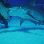 Brad Benedict Instagram - After swimming with these guys and gals (mostly gals) and getting up close and personal, the great hammerhead is absolutely one of my favorite shark species. They are stunning animals with clear #intelligence and individual personalities. #Humbled to have had the chance to #dive with them and be welcomed into their domain for a little while. And they need our help!!! Humans have massacred these animals and they are now #criticallyendangered!! Please say no to fishing for sharks, and spread the word, #Earth needs a healthy shark population. Humans need a healthy #shark population. The impact of destroying an apex predator has major and negative consequences on the entire food chain, trickling down all the way to the #phytoplankton, which provide as much as 50% of the oxygen we breathe. Please help #savethesharks! #savetheocean #savetheplanet . . #greathammerhead #thebahamas #sharkdive #sharkacademy #sharkweek The Bahamas