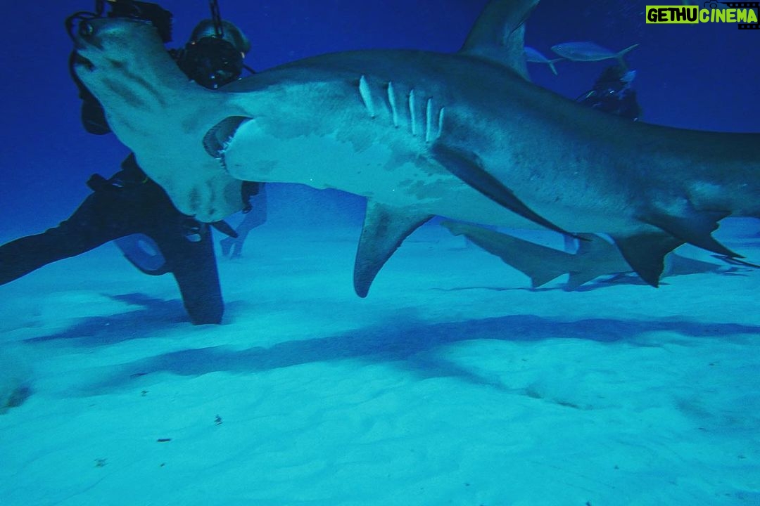 Brad Benedict Instagram - After swimming with these guys and gals (mostly gals) and getting up close and personal, the great hammerhead is absolutely one of my favorite shark species. They are stunning animals with clear #intelligence and individual personalities. #Humbled to have had the chance to #dive with them and be welcomed into their domain for a little while. And they need our help!!! Humans have massacred these animals and they are now #criticallyendangered!! Please say no to fishing for sharks, and spread the word, #Earth needs a healthy shark population. Humans need a healthy #shark population. The impact of destroying an apex predator has major and negative consequences on the entire food chain, trickling down all the way to the #phytoplankton, which provide as much as 50% of the oxygen we breathe. Please help #savethesharks! #savetheocean #savetheplanet . . #greathammerhead #thebahamas #sharkdive #sharkacademy #sharkweek The Bahamas