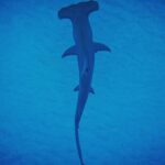 Brad Benedict Instagram - After swimming with these guys and gals (mostly gals) and getting up close and personal, the great hammerhead is absolutely one of my favorite shark species. They are stunning animals with clear #intelligence and individual personalities. #Humbled to have had the chance to #dive with them and be welcomed into their domain for a little while. And they need our help!!! Humans have massacred these animals and they are now #criticallyendangered!! Please say no to fishing for sharks, and spread the word, #Earth needs a healthy shark population. Humans need a healthy #shark population. The impact of destroying an apex predator has major and negative consequences on the entire food chain, trickling down all the way to the #phytoplankton, which provide as much as 50% of the oxygen we breathe. Please help #savethesharks! #savetheocean #savetheplanet . . #greathammerhead #thebahamas #sharkdive #sharkacademy #sharkweek The Bahamas