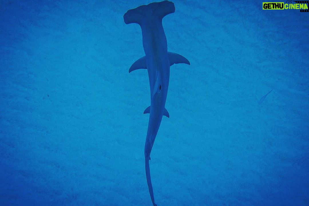 Brad Benedict Instagram - After swimming with these guys and gals (mostly gals) and getting up close and personal, the great hammerhead is absolutely one of my favorite shark species. They are stunning animals with clear #intelligence and individual personalities. #Humbled to have had the chance to #dive with them and be welcomed into their domain for a little while. And they need our help!!! Humans have massacred these animals and they are now #criticallyendangered!! Please say no to fishing for sharks, and spread the word, #Earth needs a healthy shark population. Humans need a healthy #shark population. The impact of destroying an apex predator has major and negative consequences on the entire food chain, trickling down all the way to the #phytoplankton, which provide as much as 50% of the oxygen we breathe. Please help #savethesharks! #savetheocean #savetheplanet . . #greathammerhead #thebahamas #sharkdive #sharkacademy #sharkweek The Bahamas