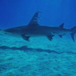 Brad Benedict Instagram - After swimming with these guys and gals (mostly gals) and getting up close and personal, the great hammerhead is absolutely one of my favorite shark species. They are stunning animals with clear #intelligence and individual personalities. #Humbled to have had the chance to #dive with them and be welcomed into their domain for a little while. And they need our help!!! Humans have massacred these animals and they are now #criticallyendangered!! Please say no to fishing for sharks, and spread the word, #Earth needs a healthy shark population. Humans need a healthy #shark population. The impact of destroying an apex predator has major and negative consequences on the entire food chain, trickling down all the way to the #phytoplankton, which provide as much as 50% of the oxygen we breathe. Please help #savethesharks! #savetheocean #savetheplanet . . #greathammerhead #thebahamas #sharkdive #sharkacademy #sharkweek The Bahamas