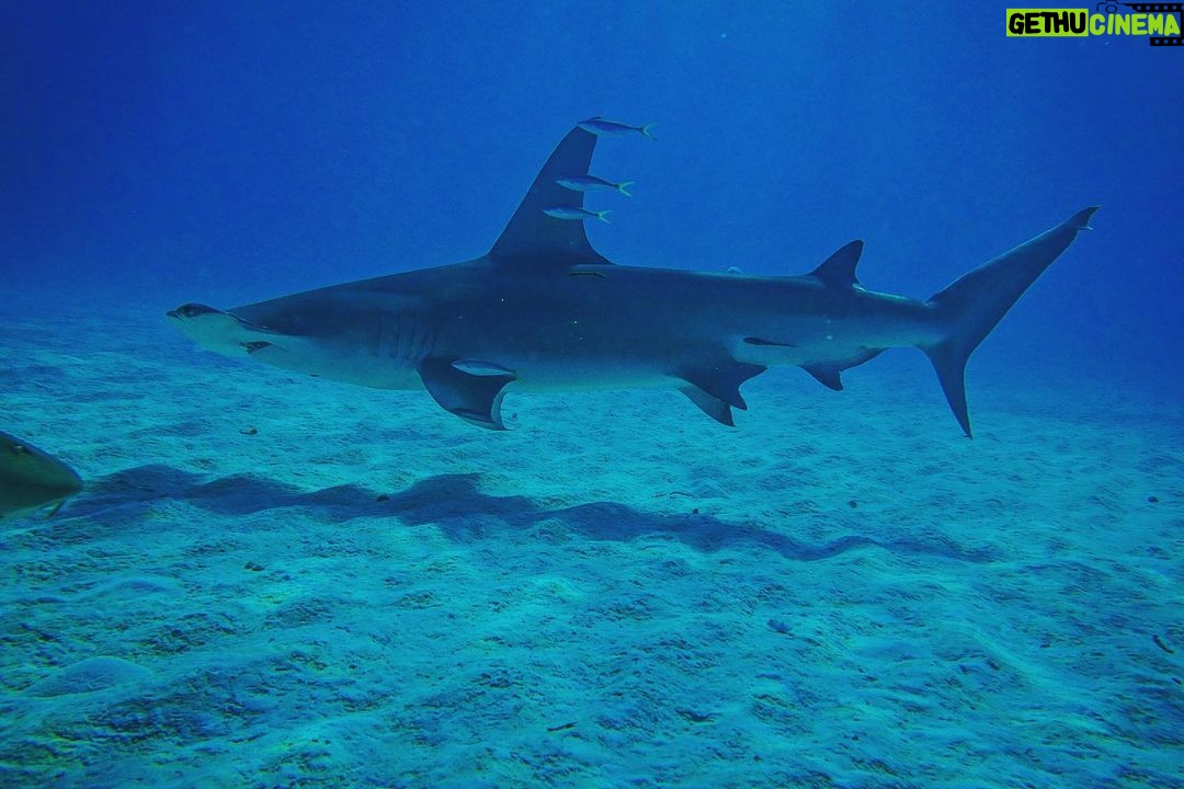 Brad Benedict Instagram - After swimming with these guys and gals (mostly gals) and getting up close and personal, the great hammerhead is absolutely one of my favorite shark species. They are stunning animals with clear #intelligence and individual personalities. #Humbled to have had the chance to #dive with them and be welcomed into their domain for a little while. And they need our help!!! Humans have massacred these animals and they are now #criticallyendangered!! Please say no to fishing for sharks, and spread the word, #Earth needs a healthy shark population. Humans need a healthy #shark population. The impact of destroying an apex predator has major and negative consequences on the entire food chain, trickling down all the way to the #phytoplankton, which provide as much as 50% of the oxygen we breathe. Please help #savethesharks! #savetheocean #savetheplanet . . #greathammerhead #thebahamas #sharkdive #sharkacademy #sharkweek The Bahamas