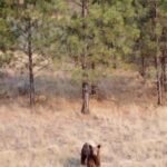 Brad Benedict Instagram - Take an afternoon bike ride in #Montana, you might just find yourself a #bear 🐻 . The first video is a clip from my #drone that I happened to have in my backpack. As soon as the bear heard the buzz of the drone, he came out of the woods looking up inquisitively. When I repositioned the drone, he said hell no to aliens 👽 and aborted his mission. . Nothing like the thrill of nature for me. Especially big predators. Forever a kid. Forever, I will get just a little bit too close. . @ashleywanders_ @ebarlranch E-L Ranch, Greenough, MT
