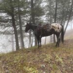 Brad Benedict Instagram - Meet Sardine, he’s a keeper. #horsefriend #ranchlife #montana E BAR L Ranch