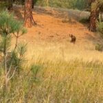 Brad Benedict Instagram - Take an afternoon bike ride in #Montana, you might just find yourself a #bear 🐻 . The first video is a clip from my #drone that I happened to have in my backpack. As soon as the bear heard the buzz of the drone, he came out of the woods looking up inquisitively. When I repositioned the drone, he said hell no to aliens 👽 and aborted his mission. . Nothing like the thrill of nature for me. Especially big predators. Forever a kid. Forever, I will get just a little bit too close. . @ashleywanders_ @ebarlranch E-L Ranch, Greenough, MT