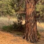 Brad Benedict Instagram – Take an afternoon bike ride in #Montana, you might just find yourself a #bear 🐻 
.
The first video is a clip from my #drone that I happened to have in my backpack. As soon as the bear heard the buzz of the drone, he came out of the woods looking up inquisitively. When I repositioned the drone, he said hell no to aliens 👽 and aborted his mission. 
.
Nothing like the thrill of nature for me. Especially big predators. Forever a kid. Forever, I will get just a little bit too close. 
.
@ashleywanders_ @ebarlranch E-L Ranch, Greenough, MT