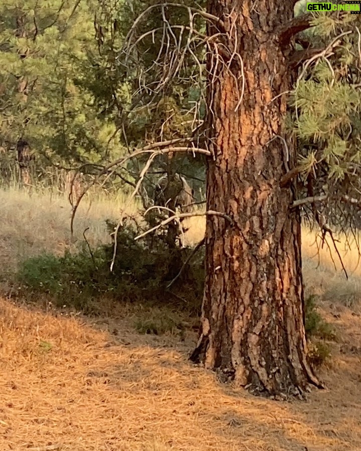 Brad Benedict Instagram - Take an afternoon bike ride in #Montana, you might just find yourself a #bear π» . The first video is a clip from my #drone that I happened to have in my backpack. As soon as the bear heard the buzz of the drone, he came out of the woods looking up inquisitively. When I repositioned the drone, he said hell no to aliens π½ and aborted his mission. . Nothing like the thrill of nature for me. Especially big predators. Forever a kid. Forever, I will get just a little bit too close. . @ashleywanders_ @ebarlranch E-L Ranch, Greenough, MT