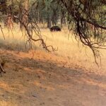 Brad Benedict Instagram – Take an afternoon bike ride in #Montana, you might just find yourself a #bear 🐻 
.
The first video is a clip from my #drone that I happened to have in my backpack. As soon as the bear heard the buzz of the drone, he came out of the woods looking up inquisitively. When I repositioned the drone, he said hell no to aliens 👽 and aborted his mission. 
.
Nothing like the thrill of nature for me. Especially big predators. Forever a kid. Forever, I will get just a little bit too close. 
.
@ashleywanders_ @ebarlranch E-L Ranch, Greenough, MT