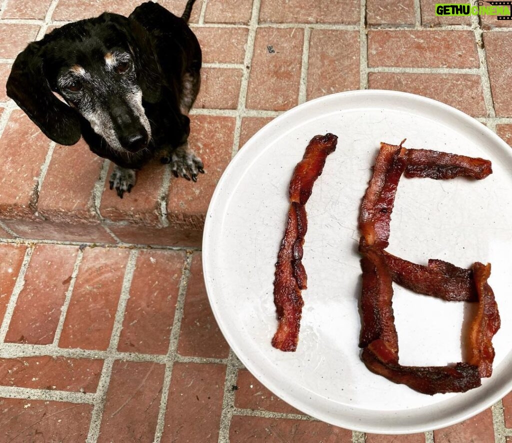 Brian K. Vaughan Instagram - Is bacon the key to eternal life? Happy Birthday, Hamburger K. Vaughan!