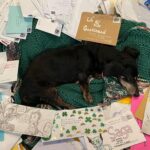 Brian K. Vaughan Instagram - Today at Exploding Giraffe, we reveal how my hard-working correspondence dog Hamburger K. Vaughan selected the responses to the 2022 Reader Survey for next week’s new issue of SAGA. Link in bio to win some bonus junk from the Almighty Prize Drawer! 💥🦒 #saga #imagecomics #dachshund