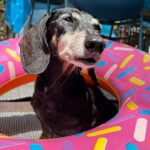 Brian K. Vaughan Instagram - Goodbye, Hamburger, my hilarious and majestic friend. I love you.