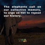 Briana Evigan Instagram - This is who we are fighting for. Each animal has value to the earth that just cannot be measured. Their life matters to us, and is something we are fighting for. The abundance of the biodiversity of Africa is hurtling towards crisis. We need to change direction fast, like the leopard on the plains. If you can hear the voices of the world, join our MoveMe. Together, we can put love into motion. #MoveMeStudio #MoveMe