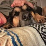 Briana Evigan Instagram - My sweet boy maxito #maxthecomebackdog. The one that taught me unconditional love before my husband and son came along. We must never forget. Animals are the silent whispers of the world that give us everything leading up to what’s dealt to us. He is the calm, the reminder, the peace maker. The love that filled me when I had so many nights feeling empty. Now I have him and so much more… ♥️ the guardian of my galaxy. Africa