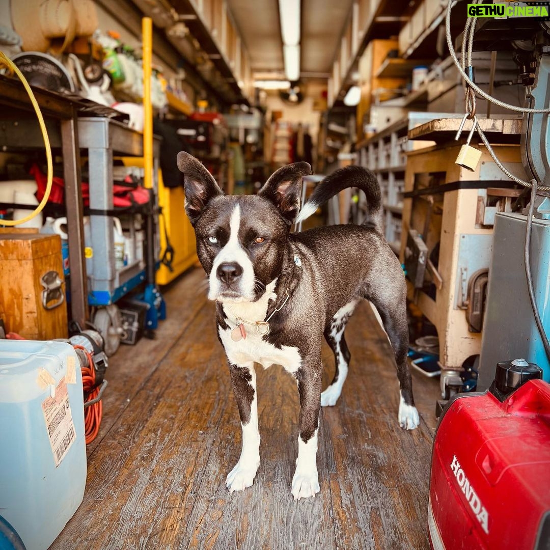 Brianna Baker Instagram - Jack is at the age where when he comes to work with me, he has learn skills to start pulling his own weight in this house. He is still a newborn baby, but an apprenticeship is good for building his character. 🤪 🤡 🥹 🐾 #dogsofinstagram Fox Studios