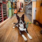 Brianna Baker Instagram – Jack is at the age where when he comes to work with me, he has learn skills to start pulling his own weight in this house. He is still a newborn baby, but an apprenticeship is good for building his character.
🤪 🤡 🥹 🐾 #dogsofinstagram Fox Studios
