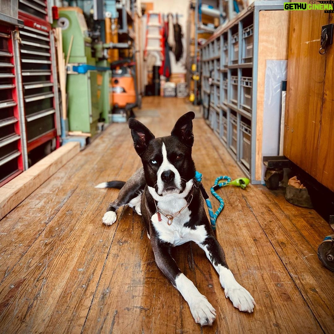 Brianna Baker Instagram - Jack is at the age where when he comes to work with me, he has learn skills to start pulling his own weight in this house. He is still a newborn baby, but an apprenticeship is good for building his character. 🤪 🤡 🥹 🐾 #dogsofinstagram Fox Studios