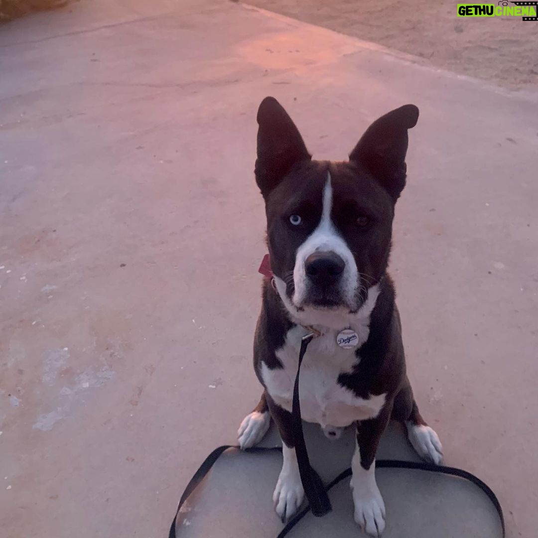 Brianna Baker Instagram - For #nationaldogday I have to post my BFF/son, King Jackintosh Poppa Baker. Couldn’t love him more if I tried. Throwback to our trip to the desert in May. Just us. I took a tripod because I wanted a desert family photo. As usual, he was such great company and I love him so!