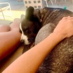 Brianna Baker Instagram - For #nationaldogday I have to post my BFF/son, King Jackintosh Poppa Baker. Couldn’t love him more if I tried. Throwback to our trip to the desert in May. Just us. I took a tripod because I wanted a desert family photo. As usual, he was such great company and I love him so!